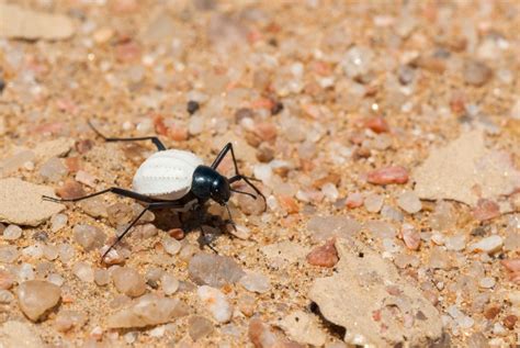 Darkling,Beetle,(stenocara,Eburnea),,Tok,Tokkie,,Namib,Desert,,Namibia ...