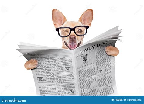 Dog reading newspaper stock photo. Image of humor, office - 123380714