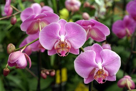 Summer Flower: Orchids