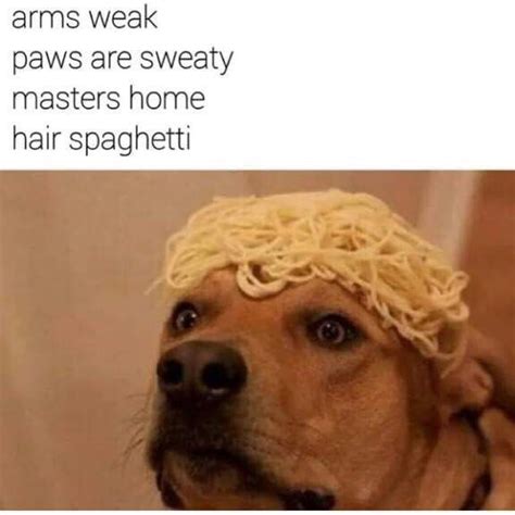 Dog spaghetti - Funny | Funny dog memes, Funny pictures, Memes