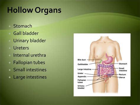 PPT - Abdominal and Genitourinary Trauma PowerPoint Presentation, free ...