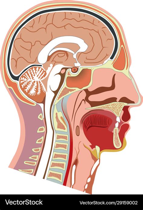 Human Head Anatomy Model