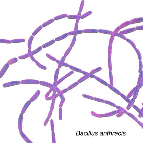 Bacillus Anthracis | MateriKimia