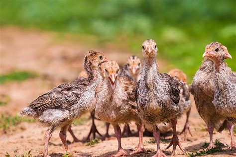 Rearing turkey poults - Country Smallholding