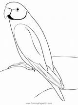 Beautiful Parrot Bird Coloring Page For Kids  Free Parrots Printable sketch template