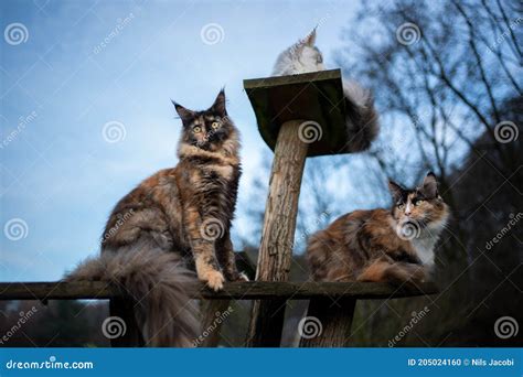 Maine Coon Cats on DIY Cat Tree Outdoors Stock Photo - Image of looking ...