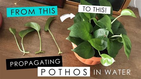 Propagating a Pothos in water - detailed root growth progress! - YouTube | Pothos in water ...