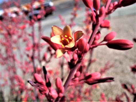 1000 Bulk RED YUCCA Hesperaloe Parviflora Hummingbird Coral Yucca Flow ...