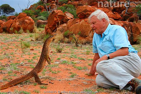 Nature Picture Library David Attenborough observing an Argus monitor ...