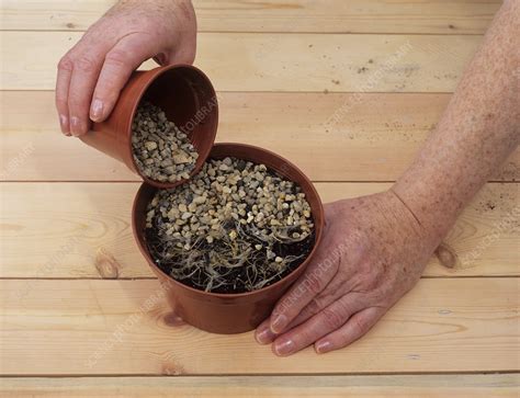 Sowing clematis seeds - Stock Image - B630/0506 - Science Photo Library