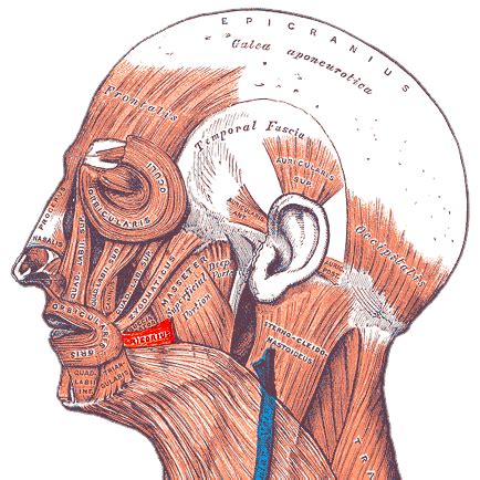 Risorius Muscle | Anatomy, Function & Clinical Importance | Study.com