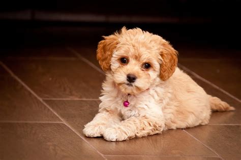 Top 10 show me a picture of a maltipoo You Need To Know