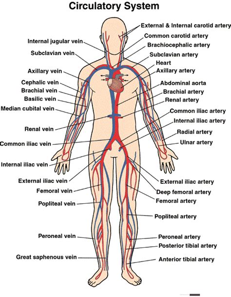 Circulatory System | Circulatory System for Kids | The Circulatory System | Diseases Pictures