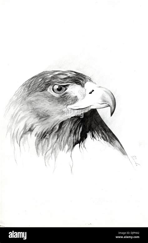 Eagle drawing hi-res stock photography and images - Alamy