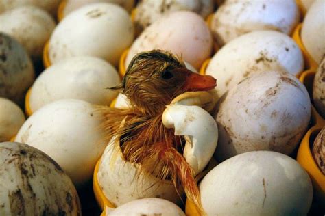 How To Incubate Duck Eggs - The Happy Chicken Coop