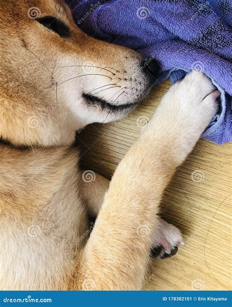 Shiba Inu Sleeping stock image. Image of bombonera, empty - 178382101