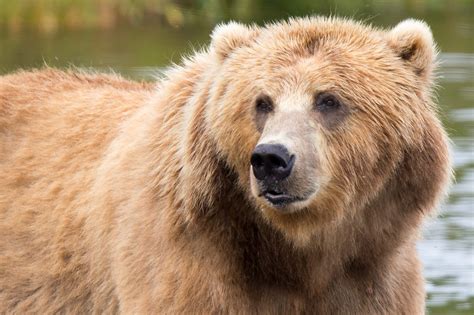 Bear On Carolina Beach 2024 - Anabel Carmelia