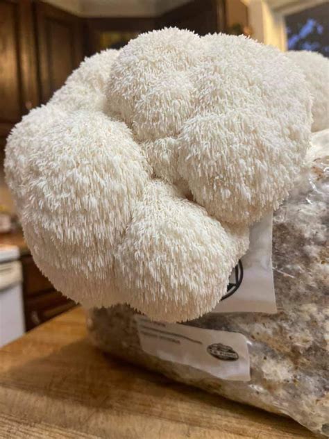 6lb Grow Kit Lion's Mane Mushroom - Etsy