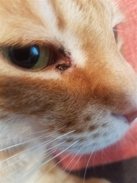 Reddish black discharge from cat's eye : r/AskVet