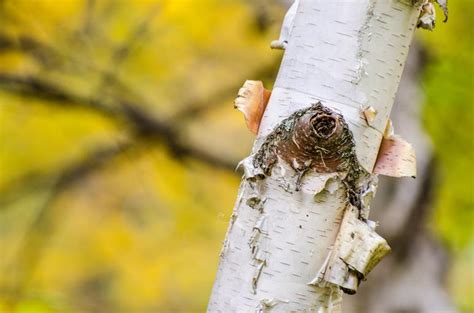 Free Images - birch tree bark peeling 0