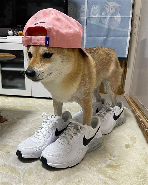 Drip Doge | /r/dogelore | Ironic Doge Memes | Know Your Meme