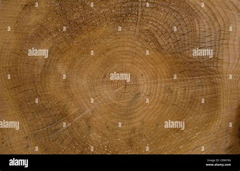 close up of pine tree rings Stock Photo - Alamy