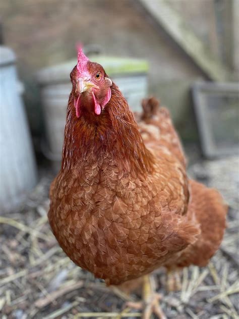 Big Red Hen Portrait Photograph by Cristina McCutcheon - Fine Art America