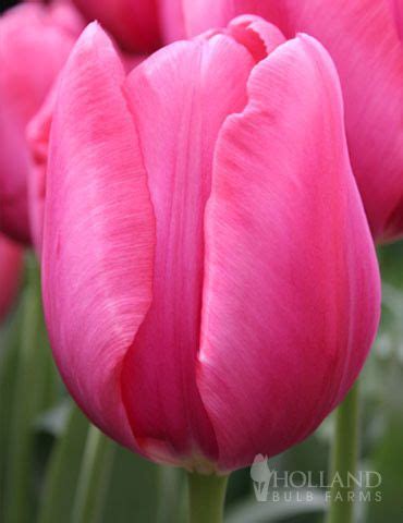 Don Quichotte Tulip Value Bag | Holland Bulb Farms | 88316 | Bulb ...