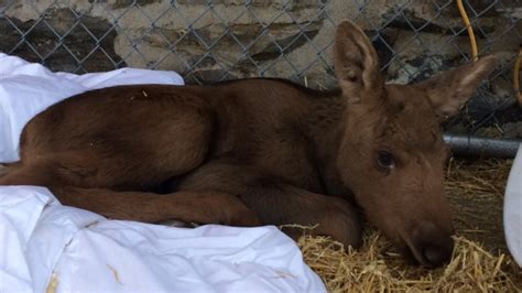 Moose calves on the mend after unusual rescue | CTV News