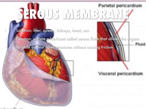 Serous Membrane Diagram Serous Membrane Diagram | Offf | Serous ...