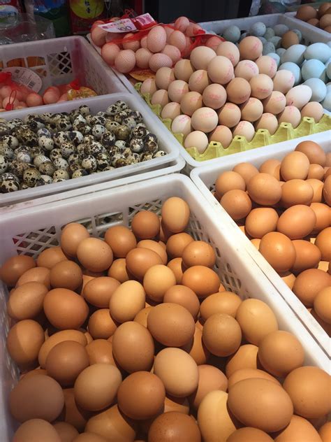 Non-chicken eggs can offer producers new opportunities | WATTPoultry