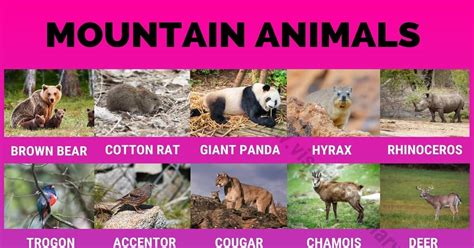 Mountain Animals: Big List of 115+ Names of Animals Live in the High ...