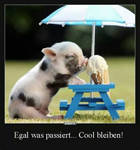 Aww... | Lustige tierbilder, Haustier humor, Lustige haustiere