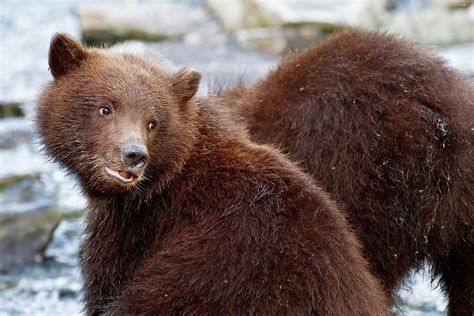 Brown Bear Cubs Photograph by John Devries - Pixels