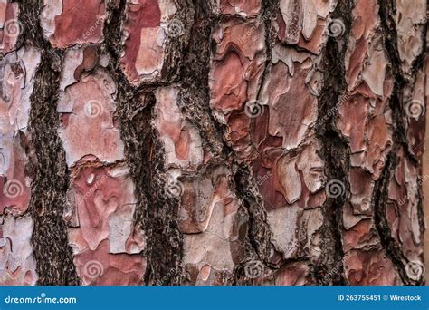 Pine Tree Trunk Texture Background Stock Image - Image of textured ...