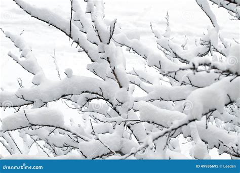 White Snow on the Tree Branch Stock Photo - Image of cold, snow: 49986692