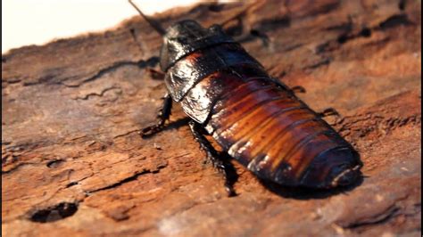 Termite Pest Controls: Cockroach Hissing