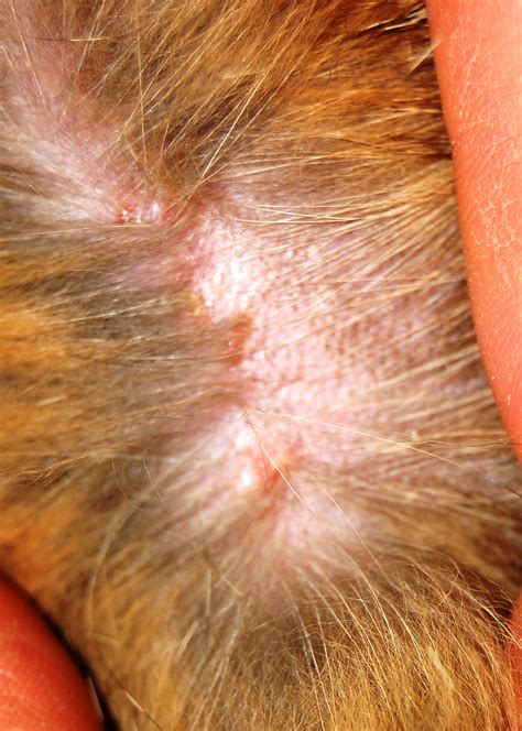 Dealing with feline allergic skin disease - Veterinary Practice