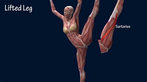 Developpe A La Seconde Ballet Muscle Anatomy EasyFlexibility - YouTube