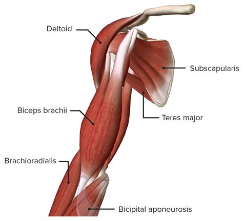 Muscles Of The Arm Anterior View