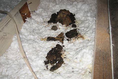 Raccoon Feces in the Attic - Photographs - How to Identify and Clean