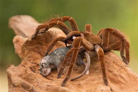 Goliath Bird Eating Spider Eating A Mouse