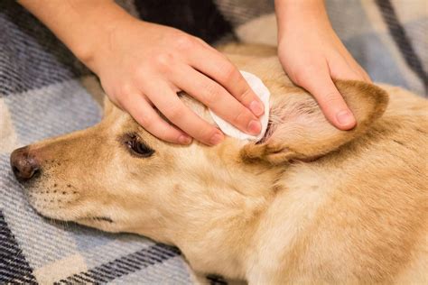 Dog Ear Yeast Infection Home Remedy Vinegar - Bios Pics