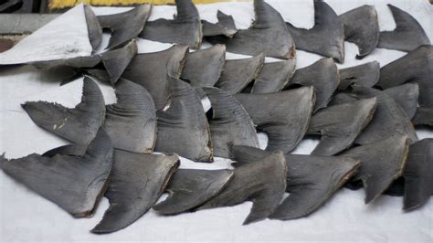 116th Congress Introduces Bill to Ban US Shark Fin Trade | Oceana USA