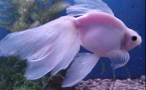 Pink Veiltail Goldfish! | fish | Pinterest | Veiltail goldfish, Goldfish and Albino