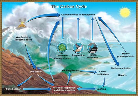 Carbon Cycles - Lesson - TeachEngineering