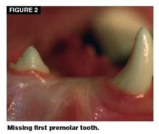 Cat Gingivitis Stages