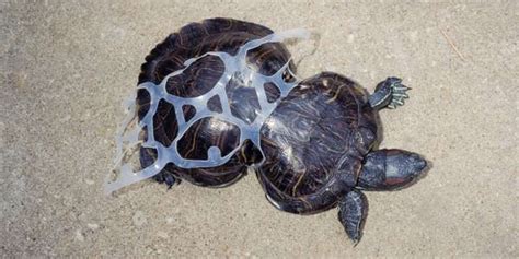 Turtle Cut Free From 6-Pack Rings Is Unstoppable 20 Years Later - The Dodo