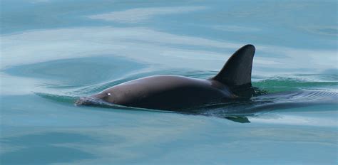 How Can We Keep the Endangered Vaquita from Vanishing? - Science Friday