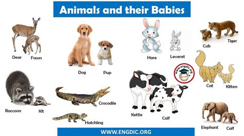 Animals and their Babies Names in English – EngDic